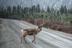 Caribou crossing the road in a forest 5qr8K4