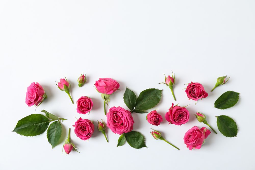 Flat lay composition with roses and petals on light background, space for text
