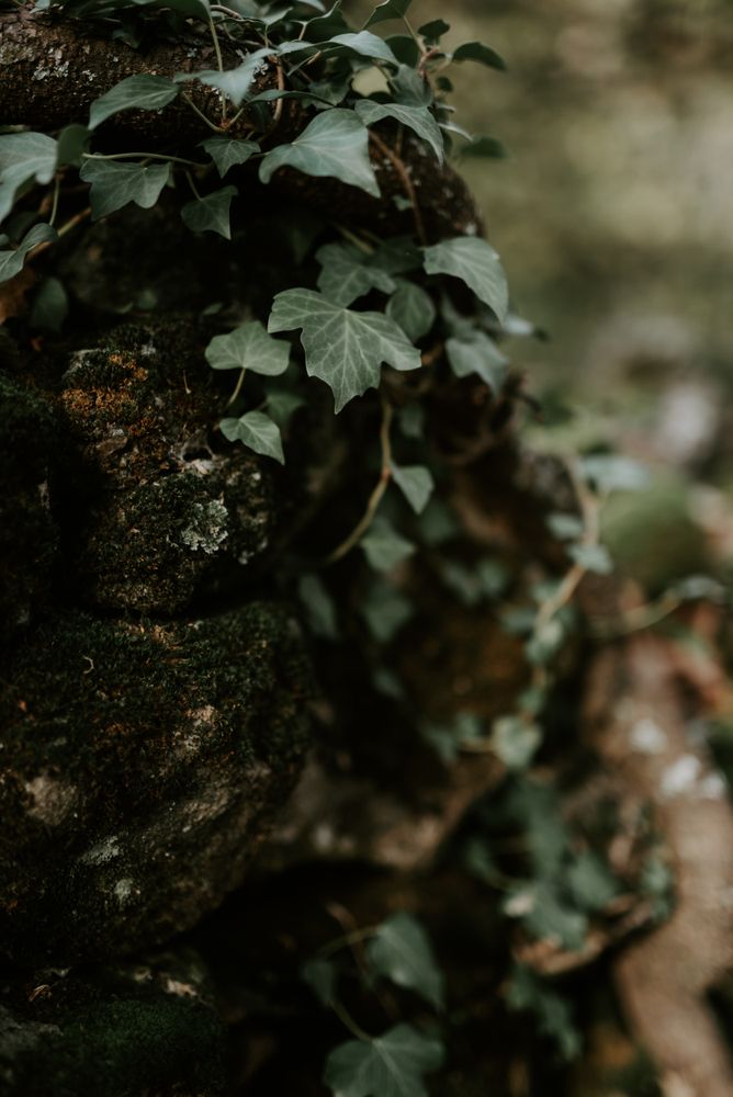 Ivy on tree trunk