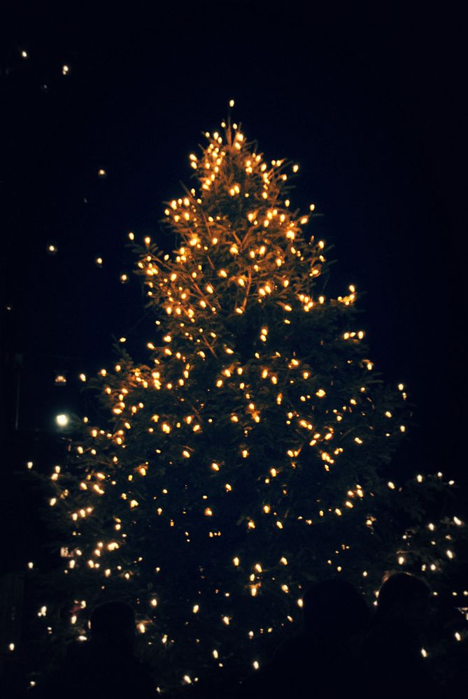 Lit Christmas tree at night
