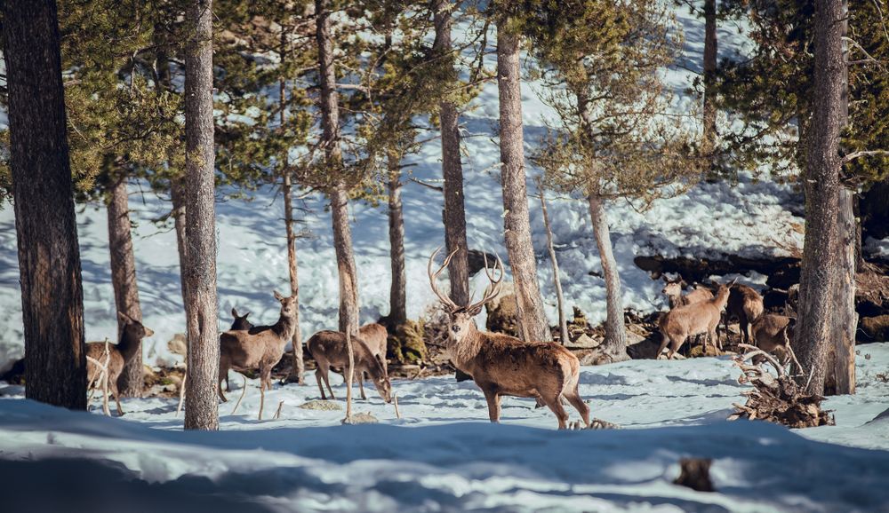 Deer pasturing between trees and snow