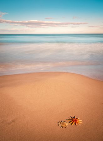 Starfish on sandy coast near sea