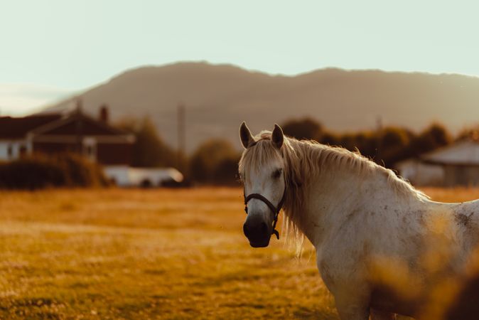 Horse grazing in meadow near tree