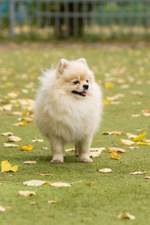 Brown Pomeranian puppy on green grass field
