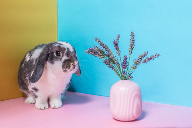 Bunny with lavender vase