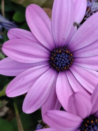 African daisy flower