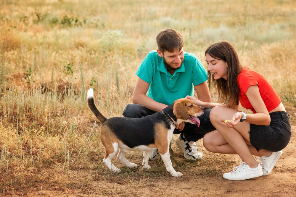 Loving owners walk dog outdoors
