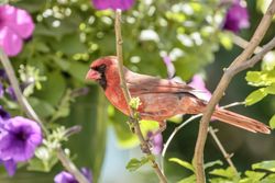 Orange northern cardinal perching on tree branch