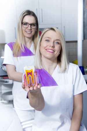 Two female dentist in the office showing an anatomical model of a two