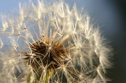 Dandelion Macro Shot