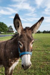 A donkey in a field in Bonham, Fannin County, Texas A49Jyb