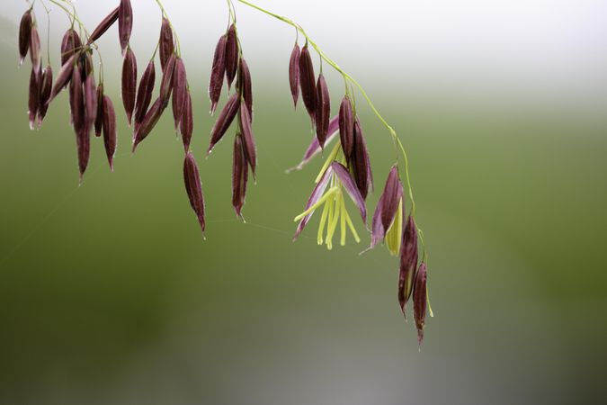 Wild Rice staminate spikelets on Big Sandy Lake