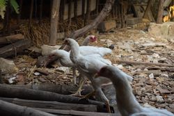 Flock of chickens outside with logs of wood