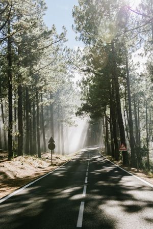 Asphalt road in foggy forest