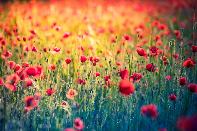 Bright field of poppies