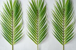 Row of palm leaves on light background