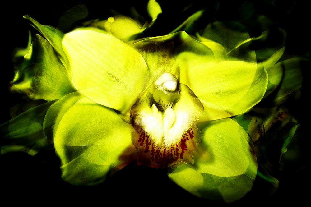 Green flower in bloom