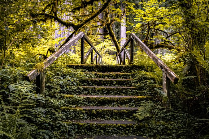 Wooden stairs  in green forest leading to bridge