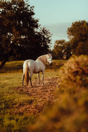 Horse grazing in meadow near tree