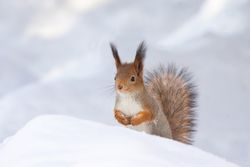 Brown squirrel on snow covered ground