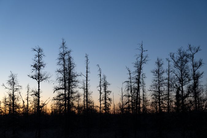 Tops of trees at dawn