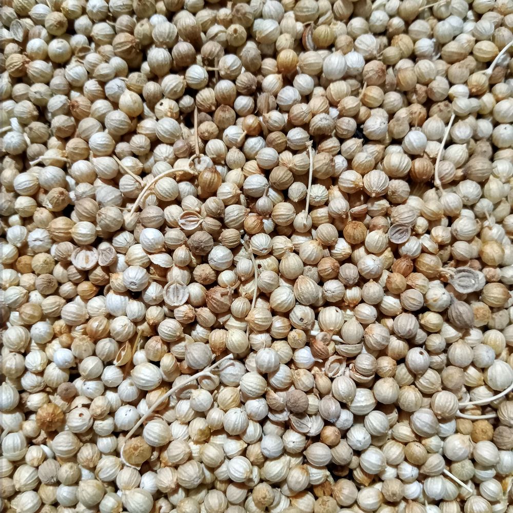 coriander