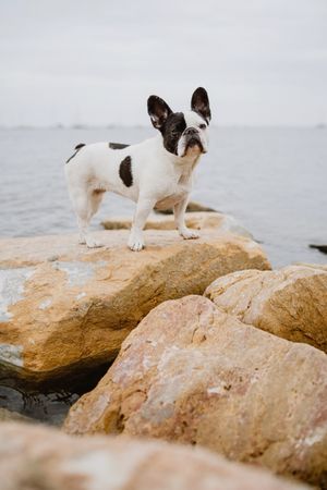 Small dog standing on rocks near sea