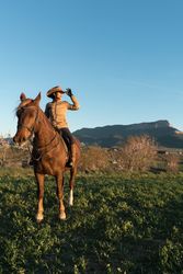 Woman on horse in field