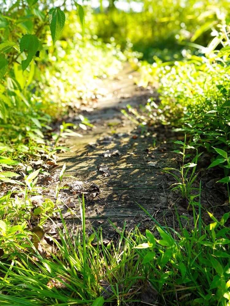 A bridge crossing to an overgrown island on a pond