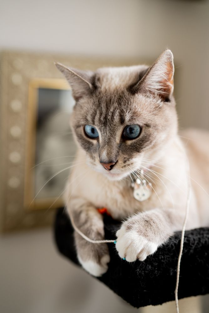 Close up of cat with blue eyes perched on cat tree