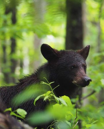 Rain-Kissed Majesty: Macro of a Bear in a Lush Smoky Mountains Forest