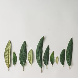 Green leaves in row on light background