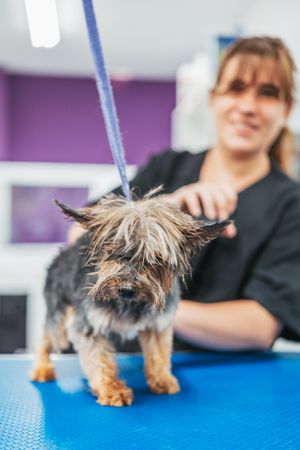 Happy dog during grooming procedure