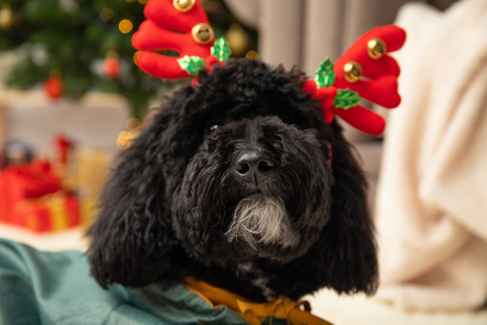 Concept of Merry Christmas, funny Christmas dog