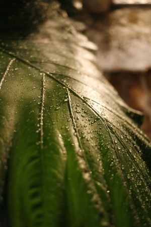 Close up of plant leaf with droplets, vertical