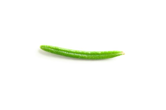 Fresh green rosemary isolated on blank background