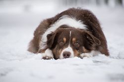 Cute dog in snow