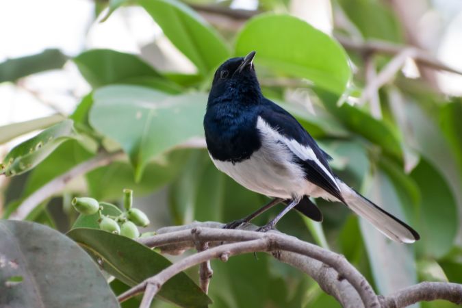 An Oriental Magpie Robin (Male) sitting on a branch on a tree in Mumbai, India