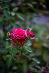 Blooming fuschia flowers in a garden
