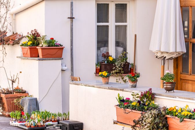 Rural yard with flowering plants