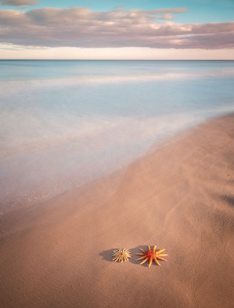 Starfish on sandy coast near sea
