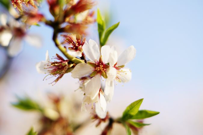 Almond Tree branch with flowers in garden and blue sky
