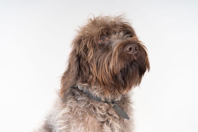 Portrait of wirehaired purebreed griffon