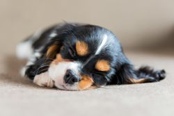 Close up cavalier spaniel sleeping with eyes closed