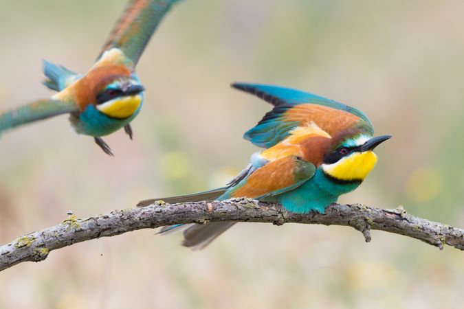 Birds standing on tree branch