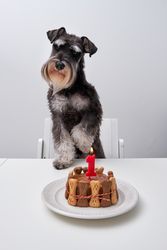 Cute purebred dog with birthday cake at table