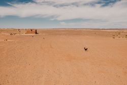 Cock in the middle of a desert