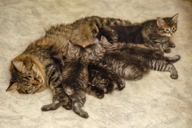 Mother tabby feeding her litter with eyes closed