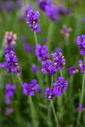 Meadow with flowering lavender