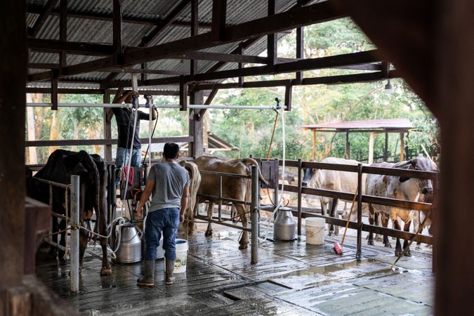 Two Hispanic Men Working in a Milking Parlor at a Dairy Farm